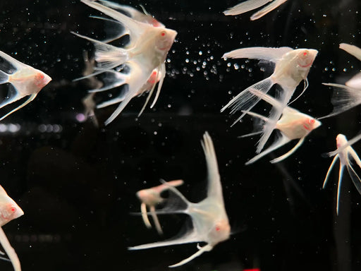 Yellow Albino Longfin Angelfish - Topick Aquarium