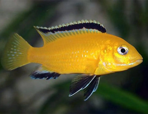 Yellow lab cichlid - single - livestock