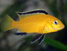 Yellow lab cichlid - single - livestock