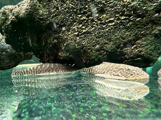 Yellow tail borneo sucker