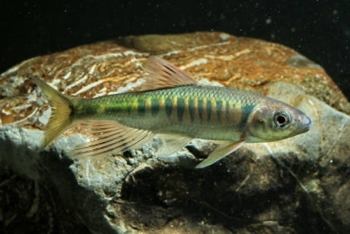 Taiwan Pale Chub - Topick Aquarium Canada