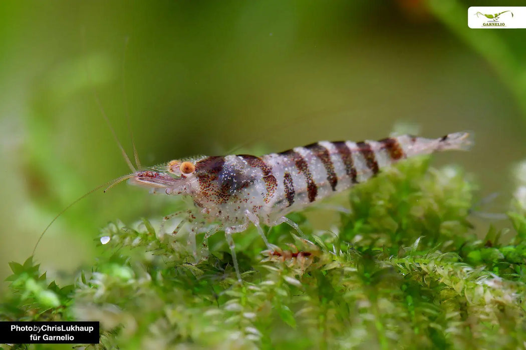Zebra shrimp - livestock