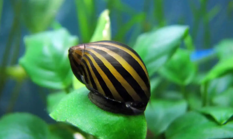 Zebra stripe snail - 1 - livestock