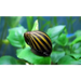 Zebra stripe snail - single livestock